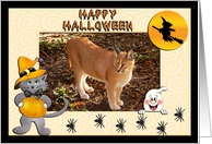 Halloween White Tiger & African Lion card