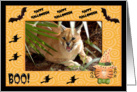 Halloween Caracal Lynx card