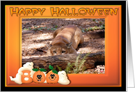 Halloween Cougar card