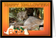 Halloween Canadian Lynx card