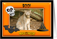 Halloween Canadian Lynx card