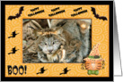 Halloween Canadian Lynx card