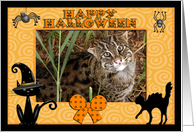 Halloween Canadian Lynx card