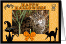 Halloween Canadian Lynx card