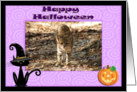 Halloween Geoffroy Cat card