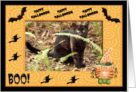 Halloween Geoffroy Cat card