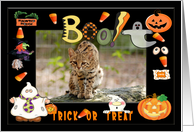 Halloween Geoffroy Cat card