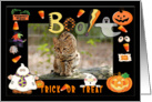 Halloween Geoffroy Cat card