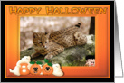 Halloween Geoffroy Cat card