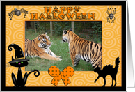 Halloween Tigers card