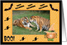 Halloween Tigers card