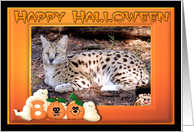 Halloween African Serval Cat card