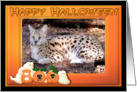 Halloween African Serval Cat card