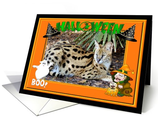 Halloween African Serval Cat card (482291)