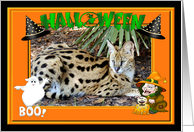 Halloween African Serval Cat card