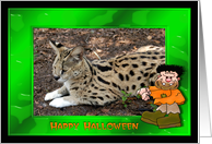 Halloween African Serval Cat card