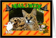 Halloween African Serval Cat card