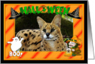 Halloween African Serval Cat card