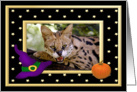 Halloween African Serval Cat card