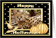 Halloween African Serval Cat card