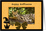 Halloween African Serval Cat card