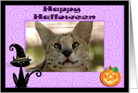 Halloween African Serval Cat card