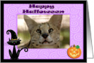 Halloween African Serval Cat card