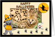 Halloween African Serval Cat card