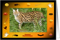 Halloween African Serval Cat card