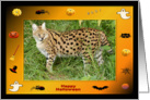 Halloween African Serval Cat card