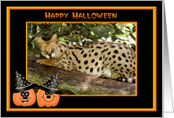 Halloween African Serval Cat card