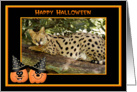 Halloween African Serval Cat card