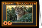 Halloween Barbary Lion card