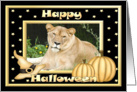 Halloween Barbary Lion card