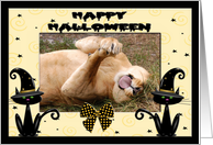 Halloween Barbary Lion card