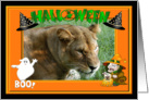 Halloween Barbary Lion card