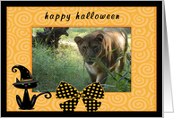 Halloween Barbary Lion card