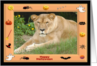 Halloween Barbary Lion card