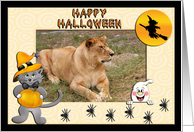 Halloween Barbary Lion card