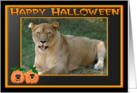 Halloween Barbary Lion card