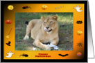 Halloween Barbary Lion card