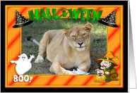 Halloween Barbary Lion card