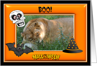 Halloween Barbary Lion card