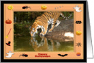 Halloween Bengal Tiger card