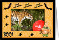 Halloween Bengal Tiger card