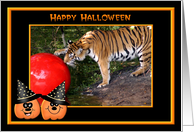 Halloween Bengal Tiger card