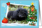 Bear Cat Happy Holidays Card