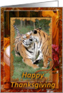 Tigers Thanksgiving Card