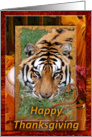 Tigers Thanksgiving Card