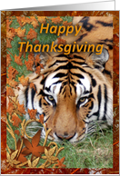 Tigers Thanksgiving...